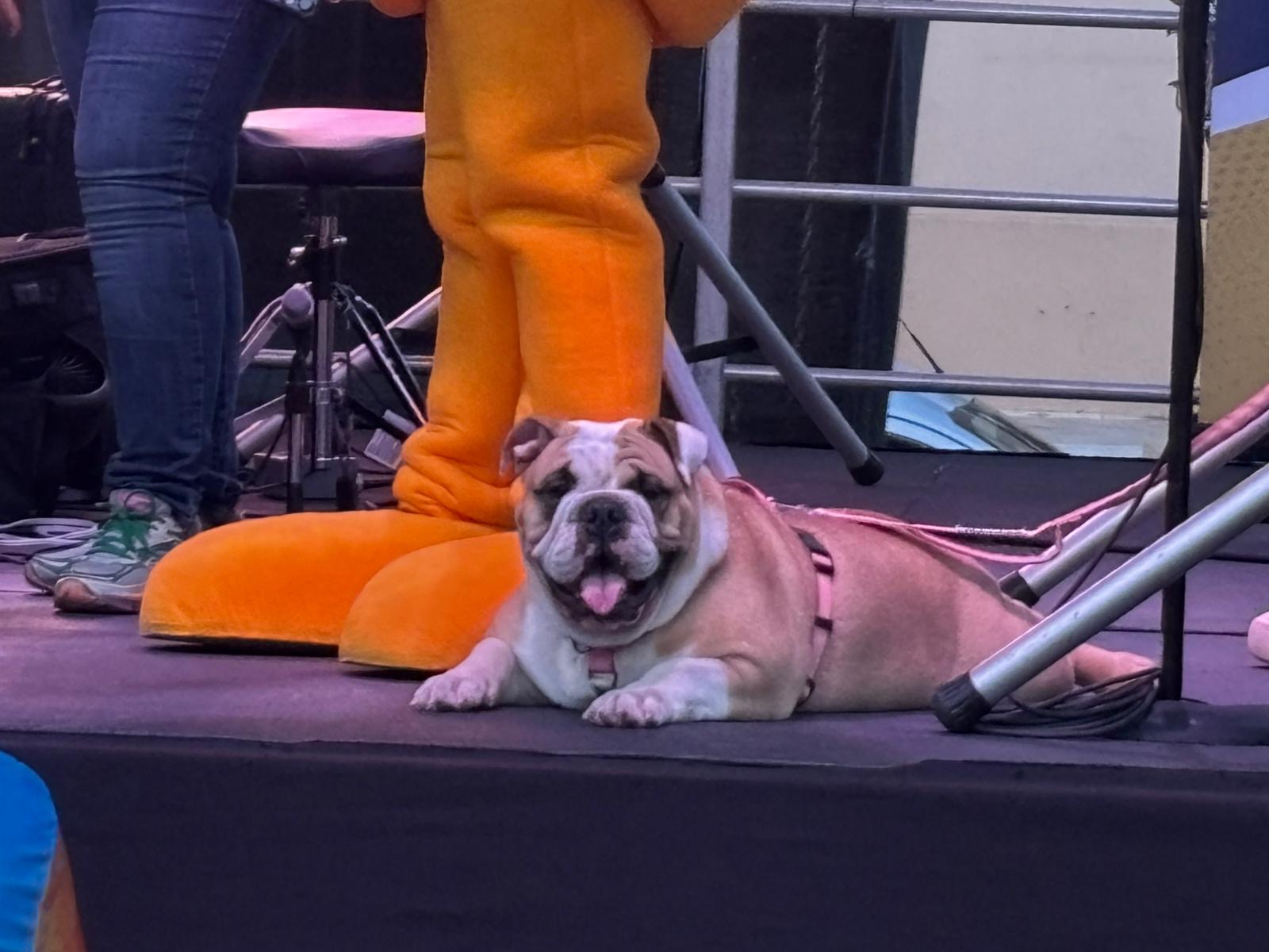 Bulldog inglés en el escenario del Festival del Mango 2026 junto a la mascota del festival