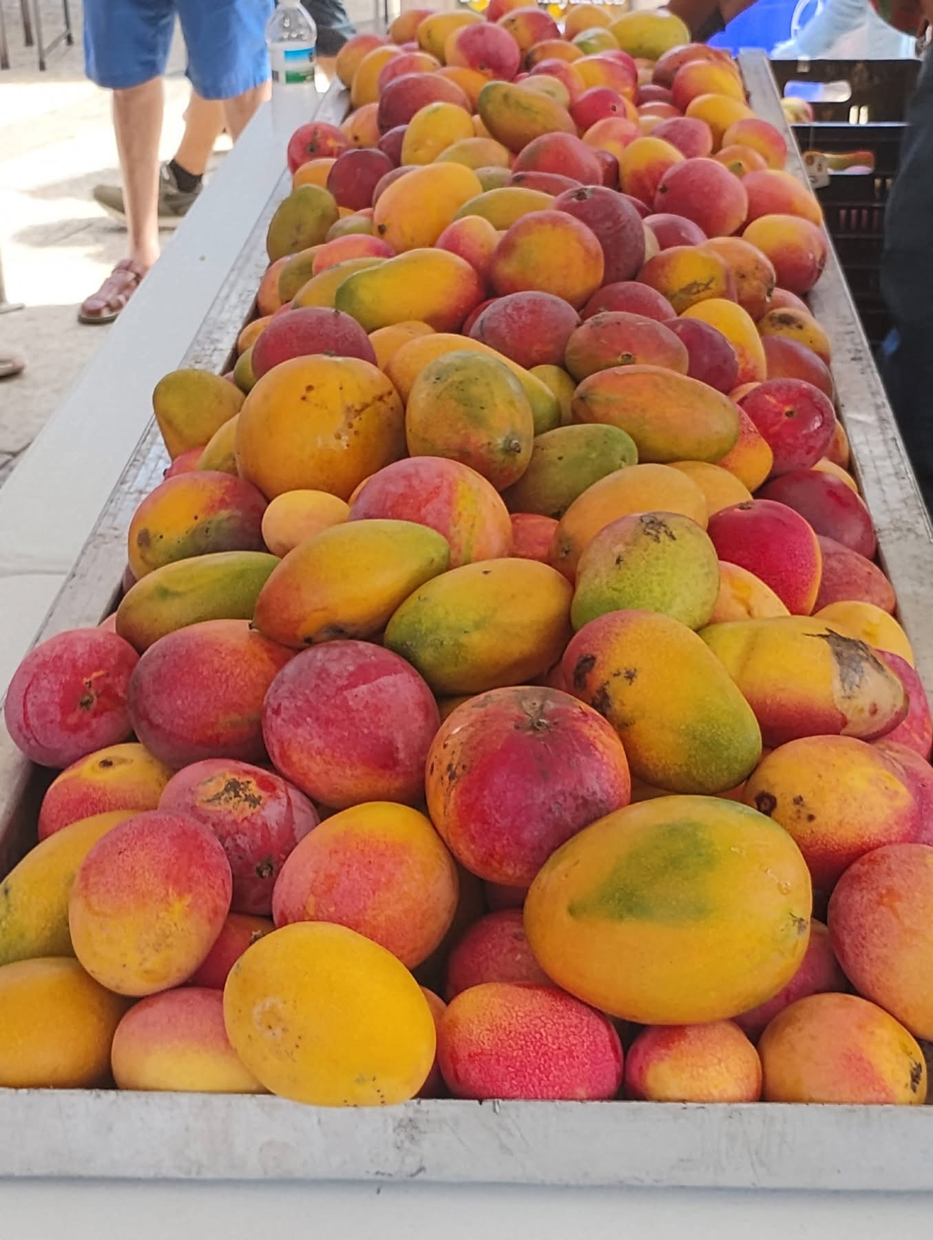 Mesa de mangos frescos de múltiples variedades en exhibición en el Festival del Mango 2026